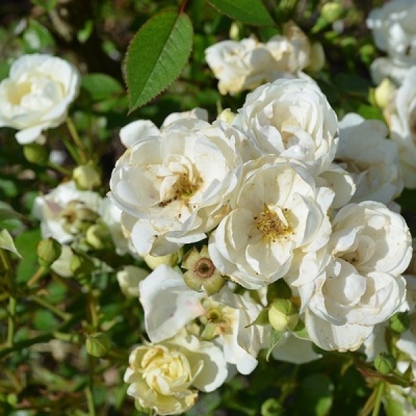 Rose Floribanda White Plant - Summer Snow Rose